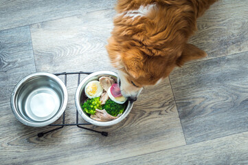 Wall Mural - Portrait of a ginger dog with a bowl of vegetables, meat and eggs. Dog food