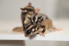 Family Of Flying Squirrels Sugar Possums With A Baby On The Body Of The Father Next To The Mother Runs