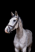 Portrait Of Gray Horse On The Black Background