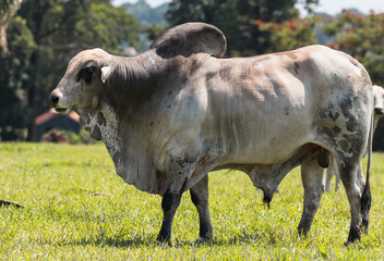 cow on the pasture