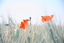 Close-up Of Red Poppy In Field