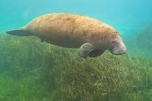 Giant Manatee Swimming Over Eel Grass In Clear Blue Water Of River