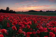 Red Tulips In Field Against Sky During Sunset