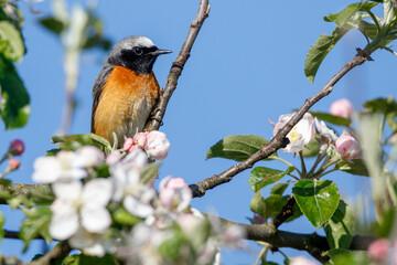 Wall Mural - Gartenrotschwanz (Phoenicurus phoenicurus) Männchen