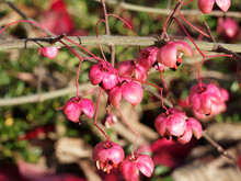 Euonymus Grandiflorus Or Spindle Tree 'Ruby Wine' With Foliage Of Huge, Ovate, Vibrant Crimson To Ruby Red In Early Fall And Mature Crimson-pink Fruits With Black Seeds And Vivid Orange Arils  