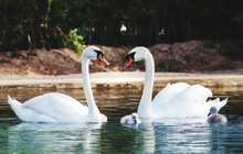 Swans Swimming In Lake