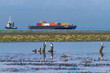 © Sigitpramono - container cargo freight ship and wild birds were near to harbor, Dili Timor Leste