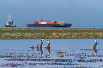 container cargo freight ship and wild birds were near to harbor, Dili Timor Leste