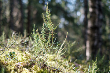 Wall Mural - forest moss in sunny day with blur background