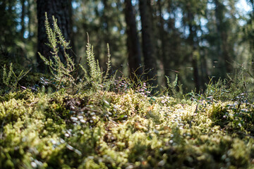 Wall Mural - forest moss in sunny day with blur background