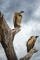 Two vultures perched on a branch
