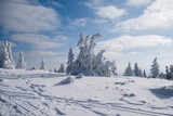 Fototapeta Na ścianę - Sunny Winter Day With Frozen Trees