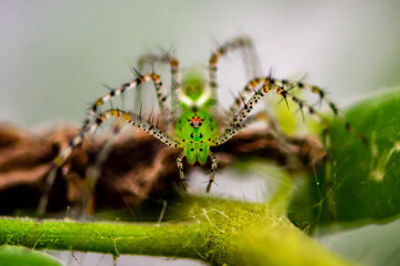Green spider