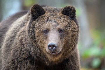 close-up brown bear portrait. danger animal in nature habitat. big mammal