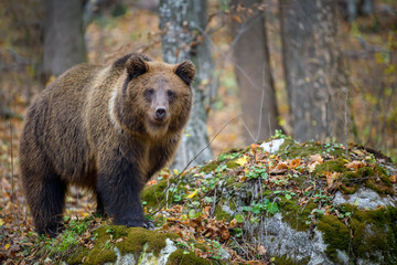 Wall Mural - Close-up brown bear in autumn forest. Danger animal in nature habitat. Big mammal