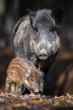 Cute Swine Sus Scrofa Family In Dark Forest. Wild Boar Mother And Baby On Background Natural Environment