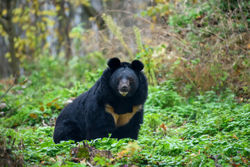 asiatic black bear (ursus thibetanus)