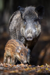 Wall Mural - cute swine sus scrofa family in dark forest. wild boar mother and baby on background natural environ