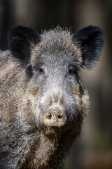 Sticker - Portrait male Wild-boar in autumn forest