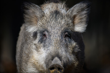 Wall Mural - portrait male wild-boar in autumn forest