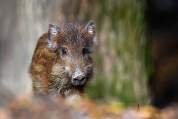 Poster - Baby wild boar, Sus scrofa, running red autumn forest in background