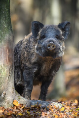 Wall Mural - portrait male wild-boar in autumn forest