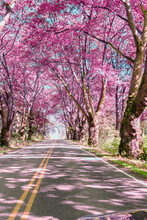 View Of Cherry Blossom Trees Along Road