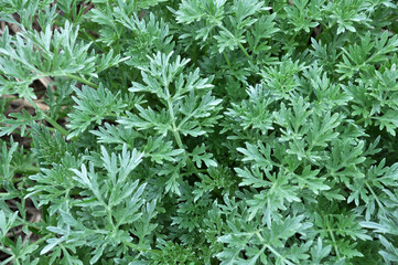 Wall Mural - Bitter wormwood (Artemisia absinthium) bush grows in nature