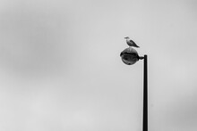 Bird On The Street Lamp Post