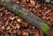 The Fallen Rotten Trunk Among Fallen Leaves Of Beech