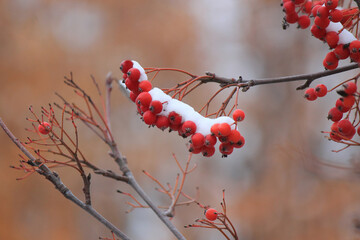 Wall Mural - cluster of the ripened mountain ash