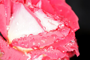 Canvas Print - Closeup fo water drops from the rain on the petals of a pink rose