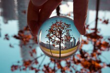 Cropped Hand Holding Crystal Ball Against Tree