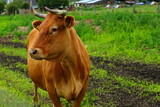 Fototapeta  - Brązowa krowa na pastwisku w małym gospodarstwie rolniczym