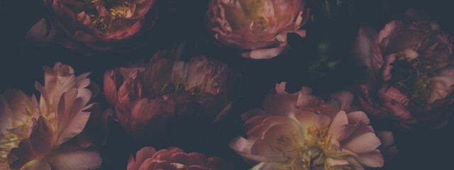 Wall Mural - dark vintage photo of bouquet of red peonies on black. floristic decoration. floral background. baro