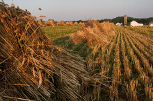 Ground Level Of A Freshly Cut Wheat Field On An Amish Farm