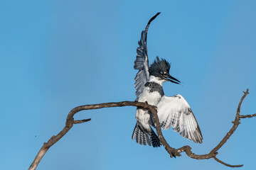 Male Belted Kingfisher flings water drops and flaps colorful wings to make delicate landing on deadwood branch perch.