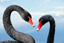 Australian Black Swans, Cygnus Atratus, Portrait. Close Up Of Black Swans Head With Red Beak And Eyes