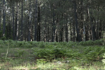 forest in autumn