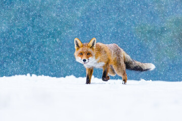 Wall Mural - Fox in winter. Red fox, Vulpes vulpes, sniffs about prey on forest meadow in snowfall. Orange fur coat animal hunting in snow. Fox in winter nature. Wildlife scene. Habitat Europe, Asia, North America