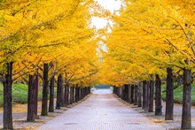 The Trees Change Color With Beautiful Yellow Leaves At Azuma Sport Park, Fukushima City, Fukushima Prefecture