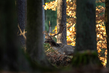 Wall Mural - fallow deer in the wild nature. fallow deer during rutting time. european wildlife nature.