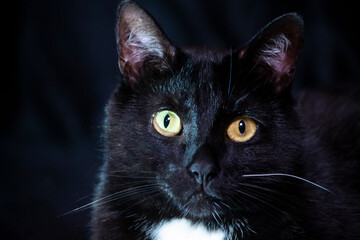 Portrait of a black cat with yellow eyes on a dark background