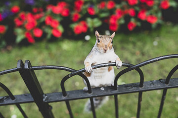 a squirell in london