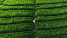 Woman Walks In Lush Rice Field In Tropical Bali During Golden Sunrise