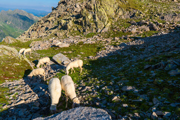 Wall Mural - Sheep on alpine pasture in sunny summer day. Hohe Tauern National Park, Zillertal Alps, Austria , Europe.