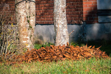 Dry Dried Tree Leaves Covered On The Ground Around A Tree Trunk. Close View.