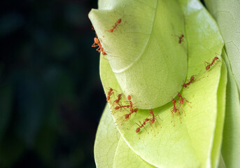 Wall Mural - oecophylla smaragdina on the green leaves.