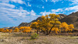 © Vastram - Beautiful yellow autumn trees in highlands
