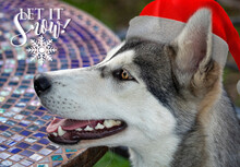 Siberian Dog And Coming Christmas Mood